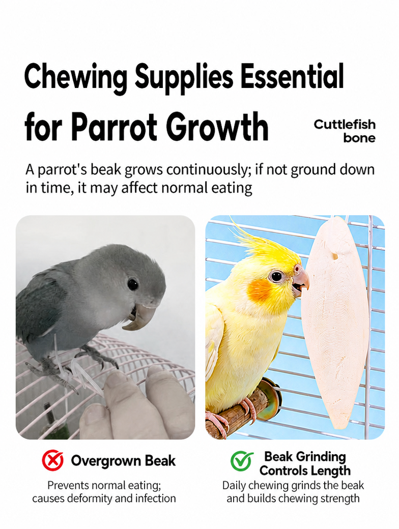 High-Calcium Cuttlebone Chew S - detail_002.png
