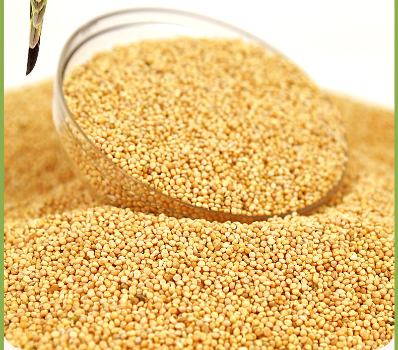 Hulled yellow millet parrot food - detail 003