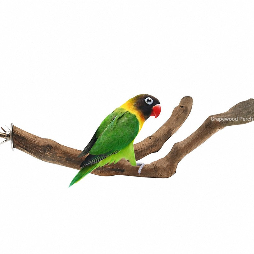 Grapewood Parrot Perch &amp; S - detail_003.png