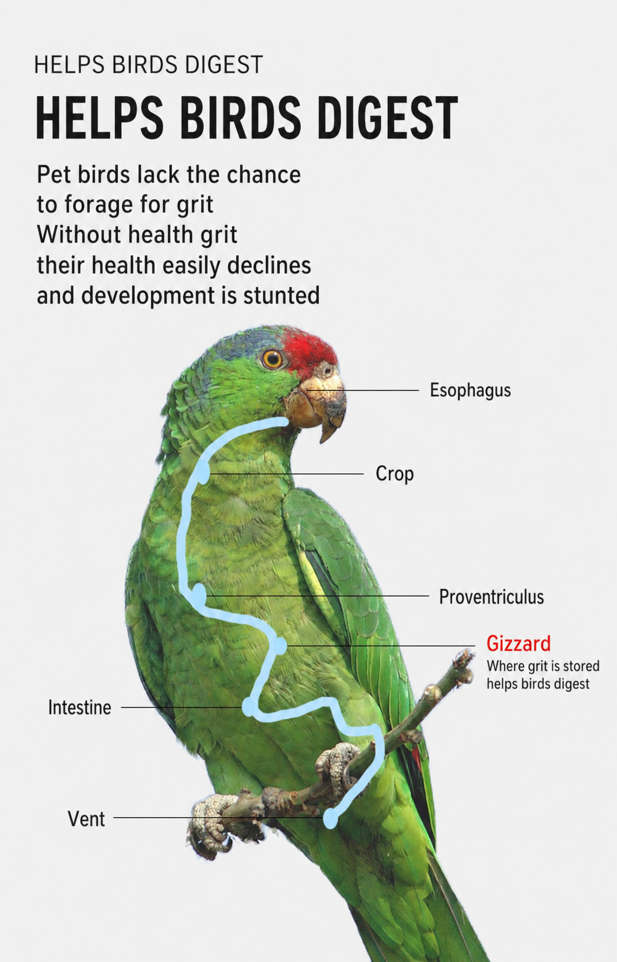 Bird Grit &amp; Mineral Supple - detail_006.png