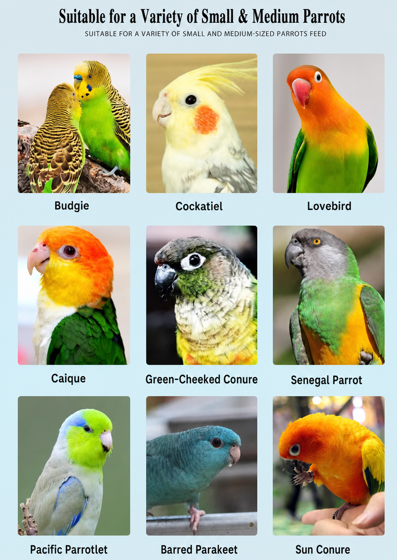Kaiyuan parrot food - detail 009