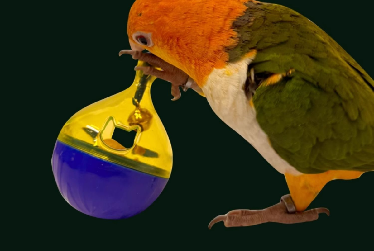 Parrot Foraging Tumbler Ball – - detail_011.png