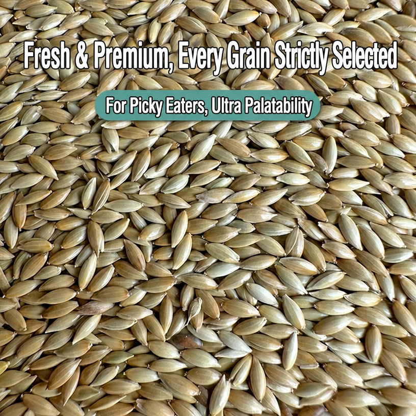 Canary Seed for Parrots &amp;  - head_002.png