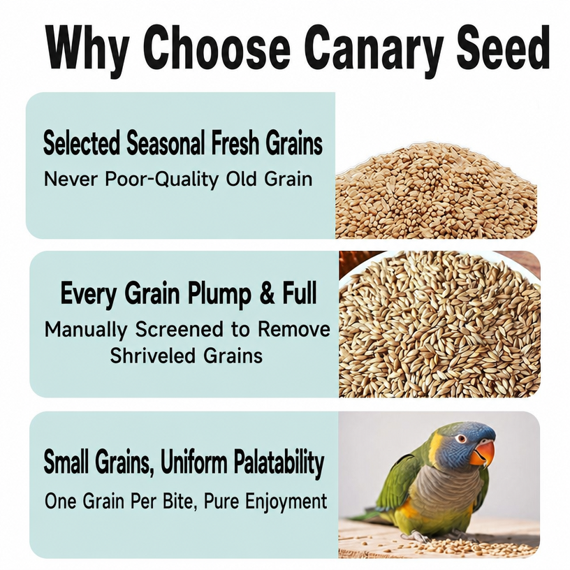 Canary Seed for Parrots &amp;  - head_003.png