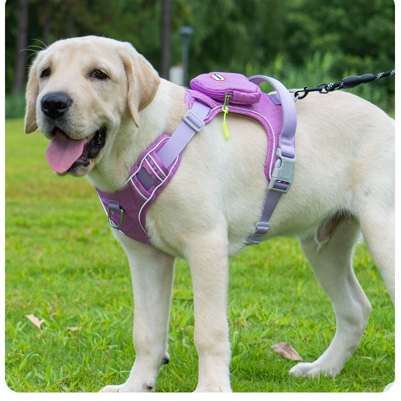 No-Pull Dog Harness & Leash Se - head_003.png