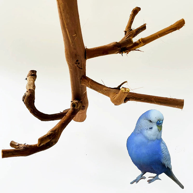 Grapewood Parrot Perch &amp; S - head_004.webp