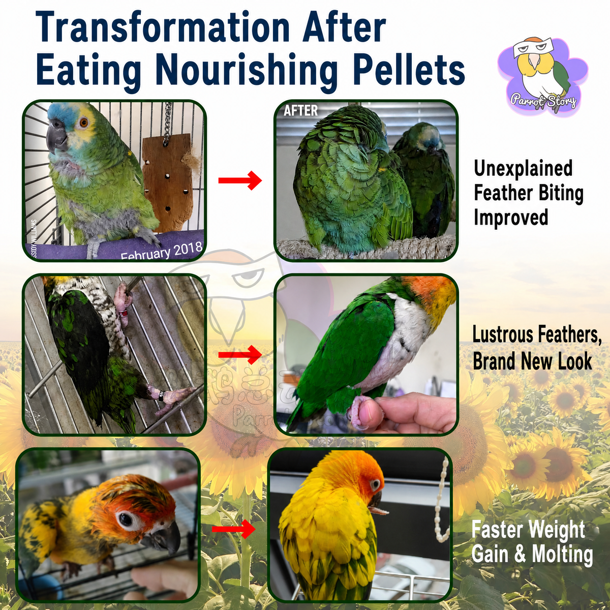 Organic parrot pellets - head 004