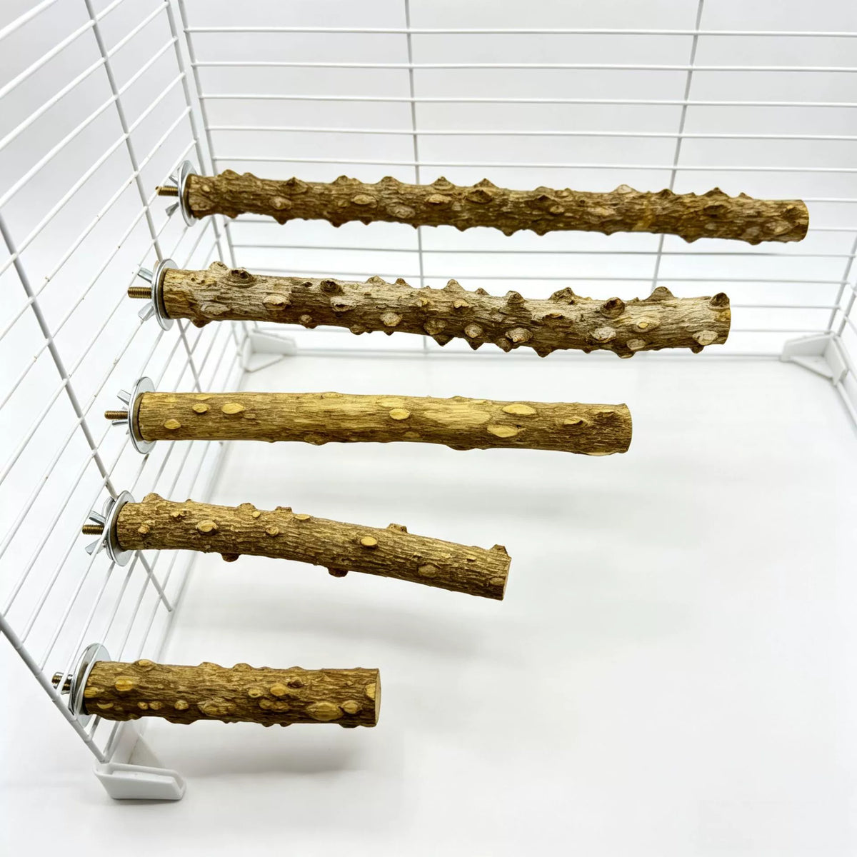 Natural Prickly Ash Wood Perch - head_004.webp