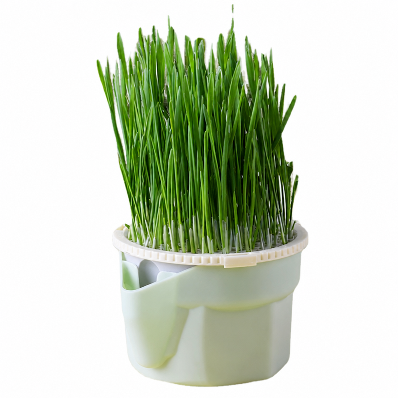 Cat Grass Growing Cup – Soil-F - head_005.png