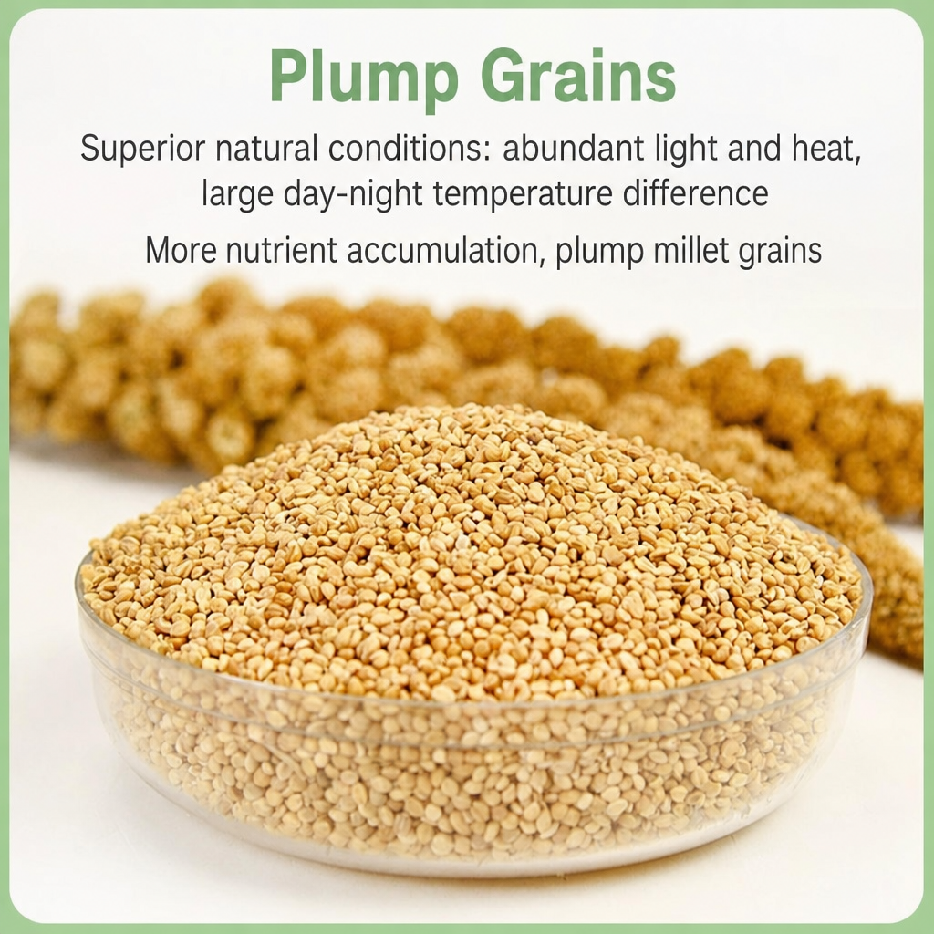 Hulled yellow millet parrot food - head 006