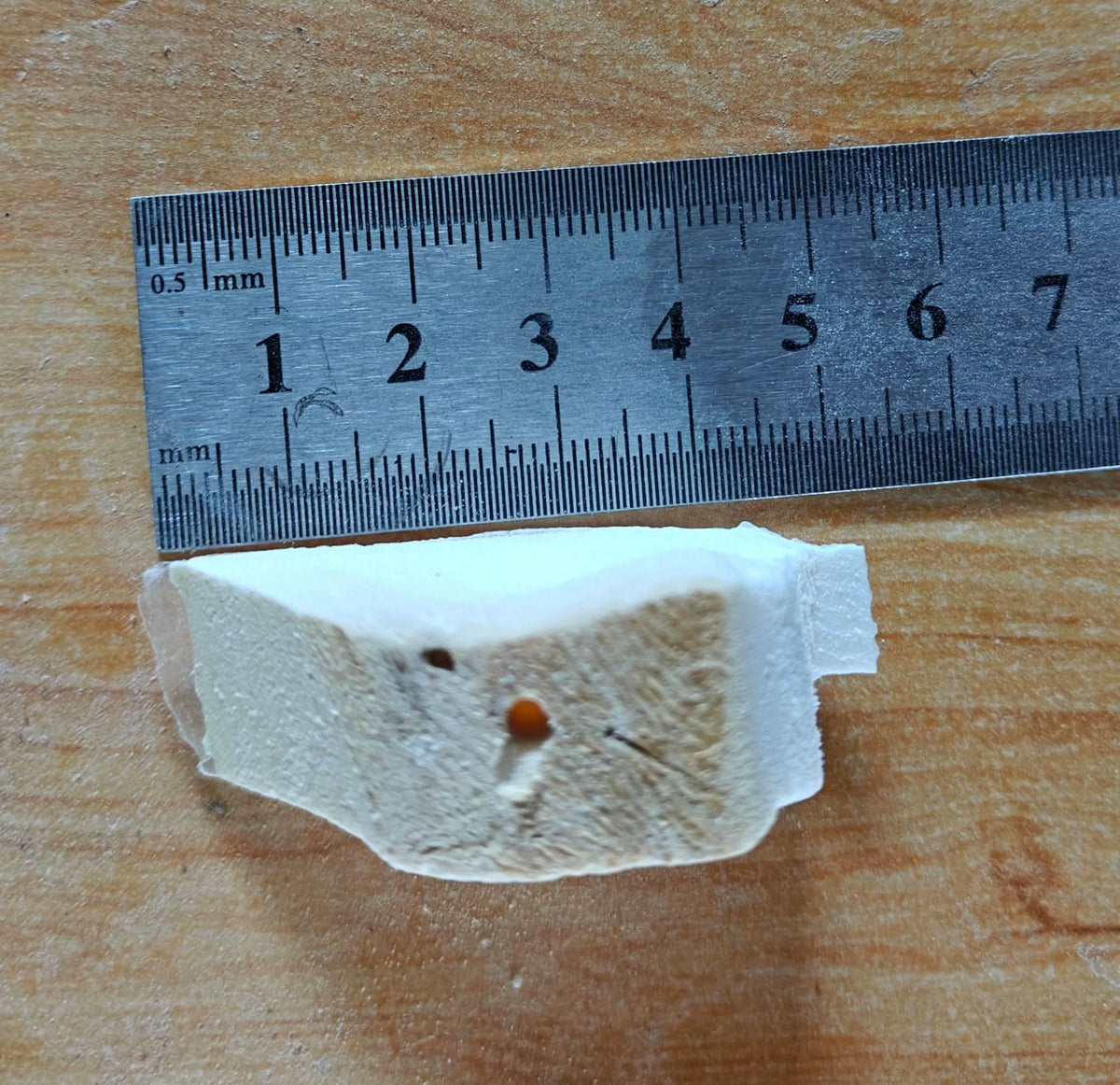Polished Desalted Cuttlebone B - head_006.webp
