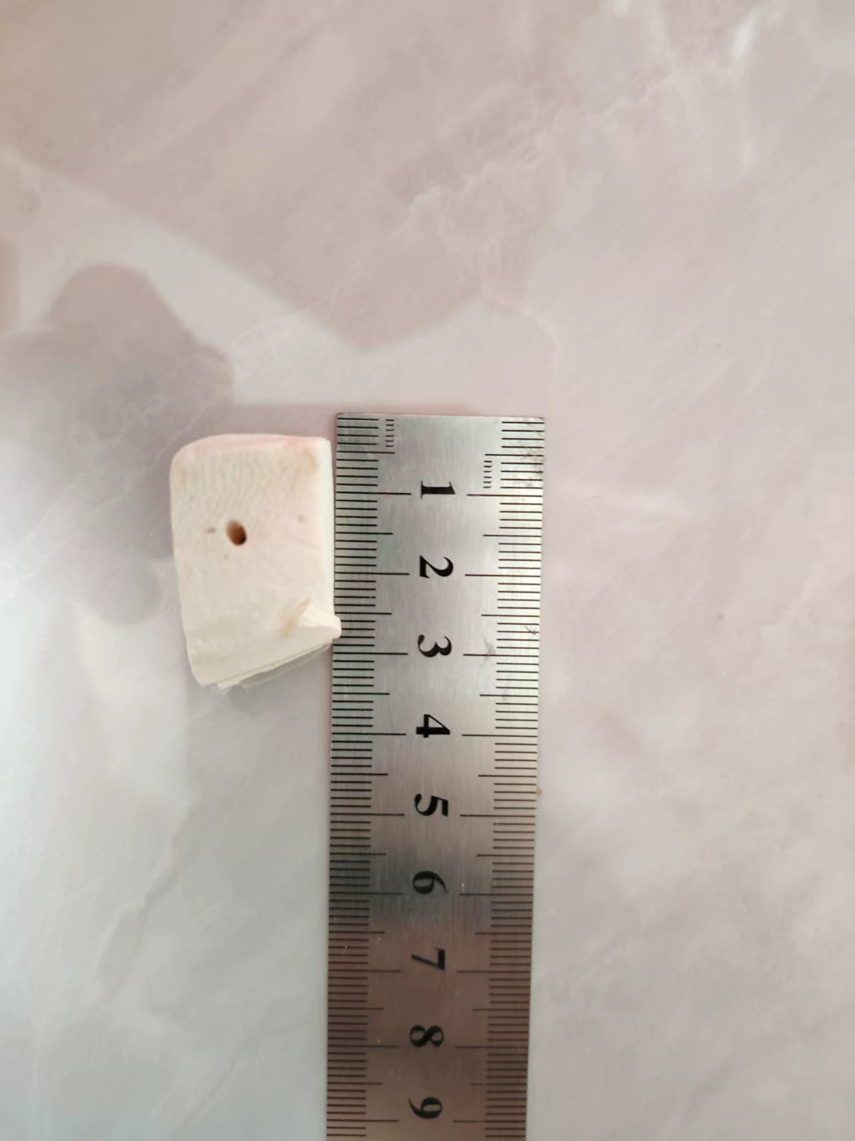 Polished Desalted Cuttlebone B - head_008.webp