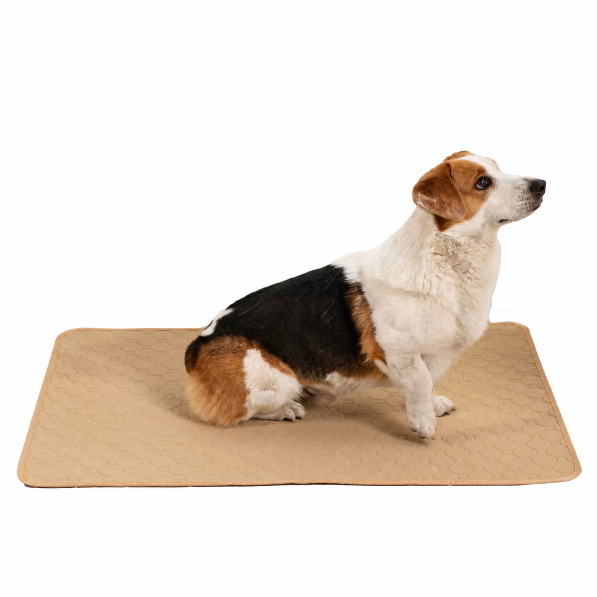 Washable Reusable Pet Urine Pa - head_009.png