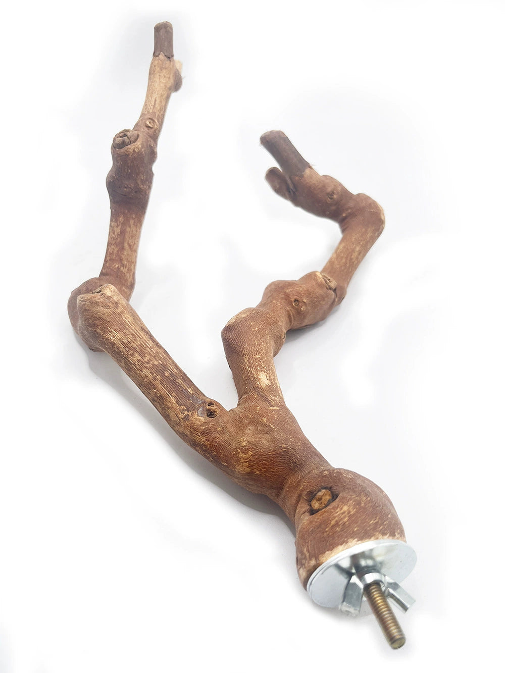 Natural Double-Branch Grapewoo - head_010.webp