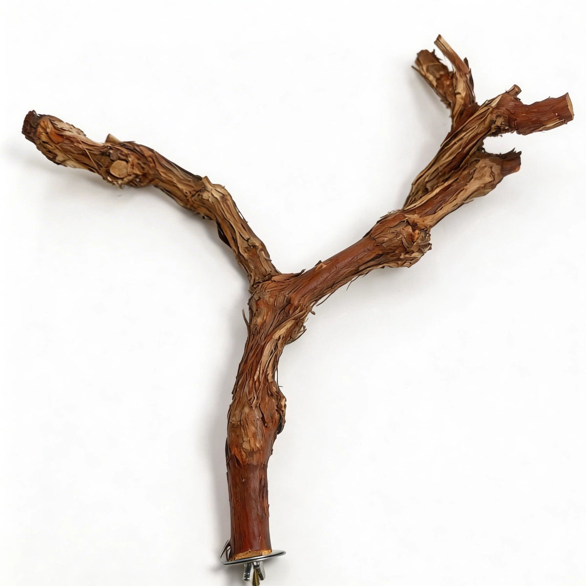 Natural Double-Branch Grapewoo - head_012.webp